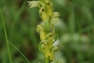 Dactylorhiza viridis